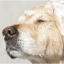 dog getting bathed